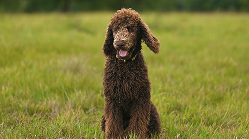大型犬飼養指南-5種適合新手的大狗-大型幼犬狗糧注意事項-標準貴婦犬-Standard-Poodle